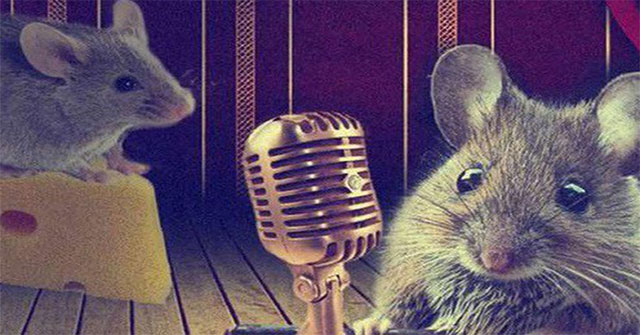 Khoa học lý giải cách loài chuột "cưa gái": Hát!