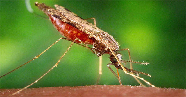 Bệnh sốt rét đã có ít nhất 20.000 năm tuổi đời