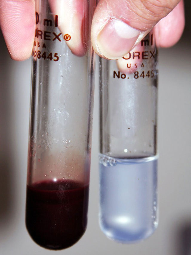 Ống nghiệm bên phải chứa máu của Chionodraco rastrospinosus, bên trái chứa máu của loài cá máu đỏ bình thường