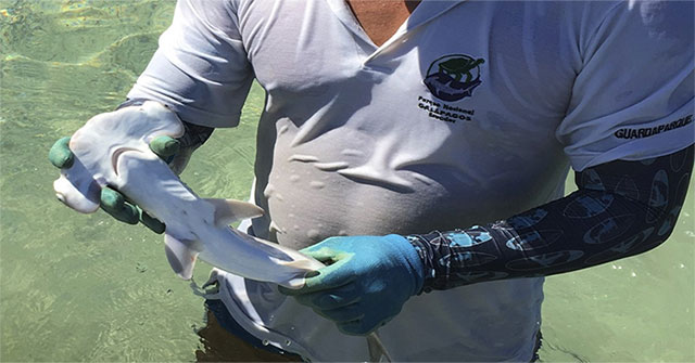 Ecuador phát hiện "vườn trẻ giữa đại dương" của cá nhám búa