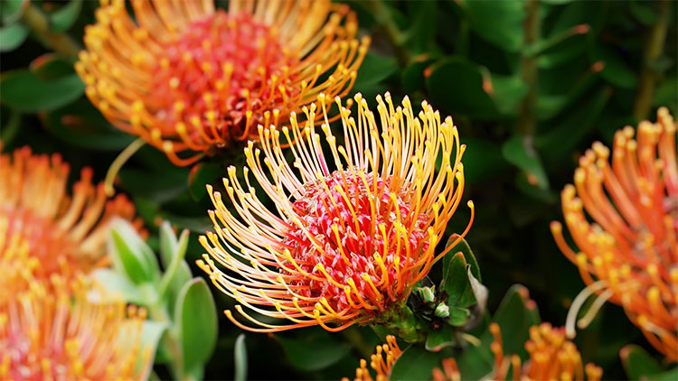 Protea - hoa vương của Vương quốc Cape Floral.