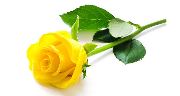  Hoa hồng vàng thường được chọn để tặng bạn bè, người thân hay đồng nghiệp.