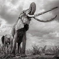 Những hình ảnh cuối cùng về con "voi nữ hoàng" của Kenya Những hình ảnh cuối cùng về con "voi nữ hoàng" của Kenya