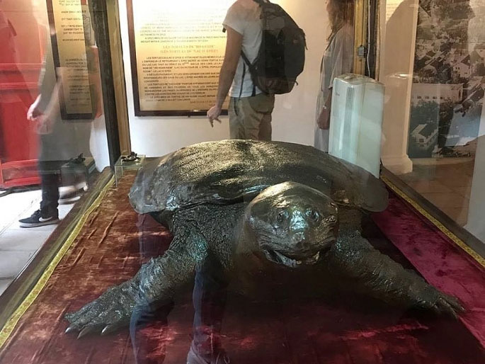 Cá thể rùa đã chết năm 2010 và hiện được trưng bày ở đền Ngọc Sơn dài 1,2m, nặng 52kg và là rùa mai mềm.