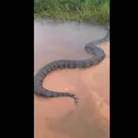 Video: Trăn Nam Mỹ khổng lồ, to lớn chưa từng thấy bơi trên sông Brazil Video: Trăn Nam Mỹ khổng lồ, to lớn chưa từng thấy bơi trên sông Brazil