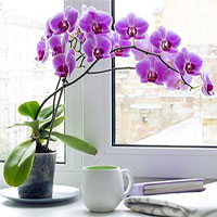 Cây trồng trong nhà hút ẩm không khí khi trời nồm Cây trồng trong nhà hút ẩm không khí khi trời nồm