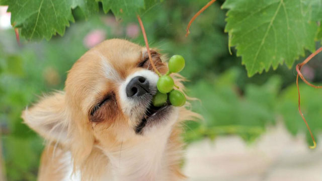 Nhiều nhóm nghiên cứu cho rằng chó có thể ngộ độc khi ăn nho