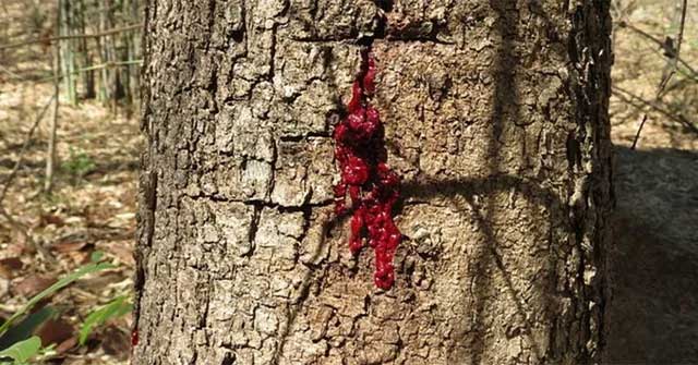 “Rùng mình” loài cây chảy máu giống con người!