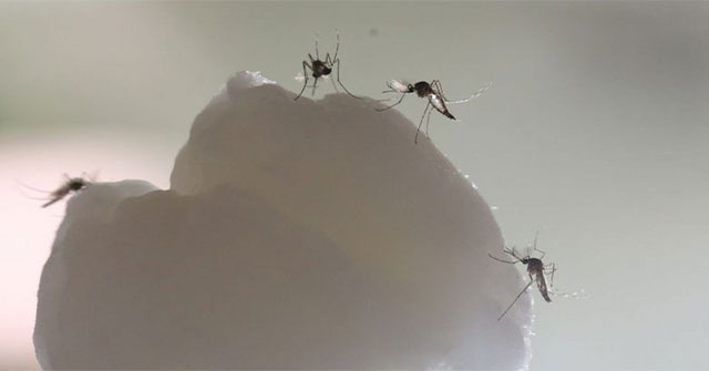 Đã biết "chìa khóa" giúp muỗi biết cách săn lùng con người