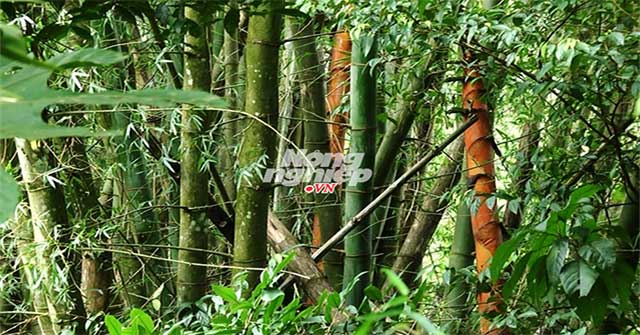 Khám phá rừng tre khổng lồ trên đỉnh Ngók Cung