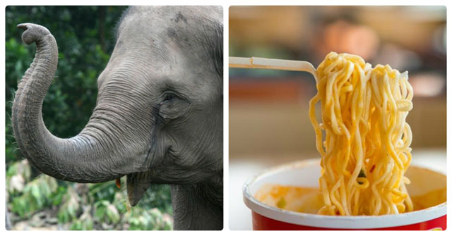 Tin được không: Mỳ ăn liền và kem vani có thể làm động vật tuyệt chủng!
