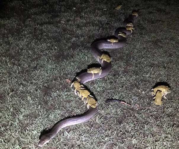 Những con cóc đang đi "quá giang" trên mình một chú rắn.