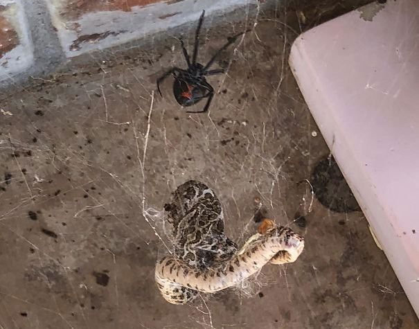 Con rắn chuông này bị dính vào mạng của một con nhện "góa phụ đen"