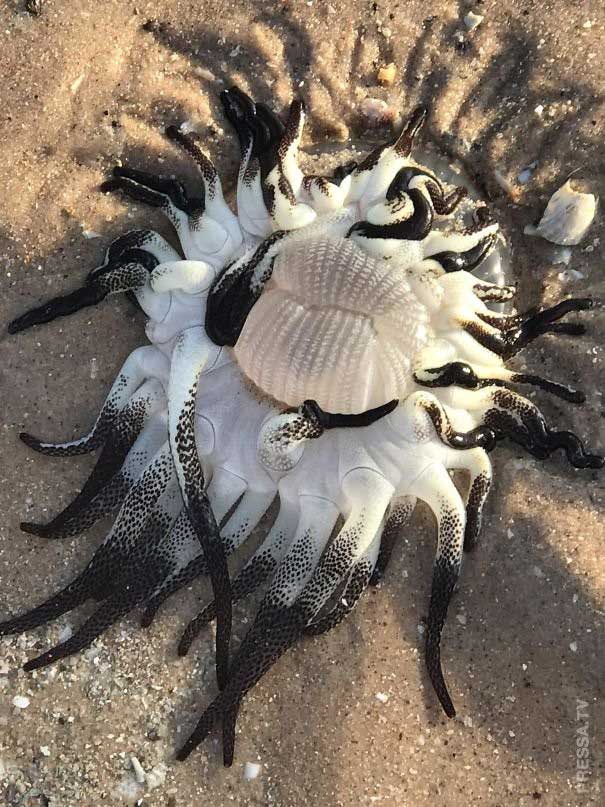 Mới tìm thấy thứ này trên bãi biển – chẳng rõ là con gì hay cái gì nhưng trông thật kinh dị.