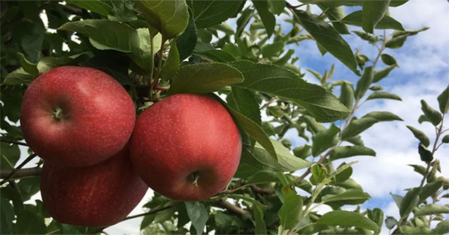 Những tác dụng tuyệt vời cho sức khỏe của trái táo