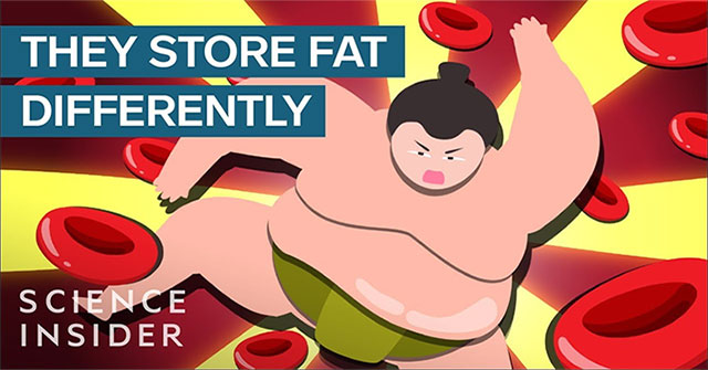 Ăn tới 7.000 kcal/ngày, tại sao đô vật sumo không mắc bệnh như người béo phì?