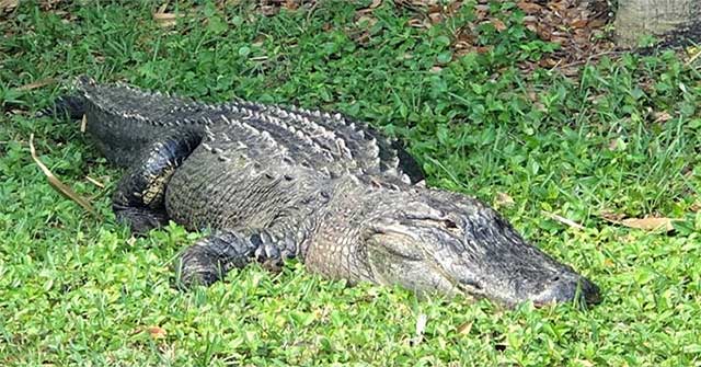 “Cụ“ cá sấu 60 tuổi hung dữ khiến cảnh sát Mỹ kinh ngạc