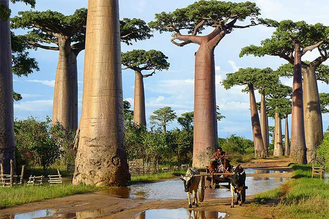 Cây bao báp ở Madagascar