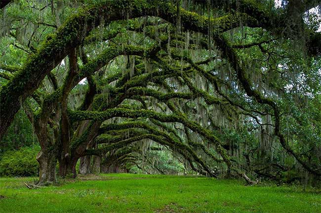 Đại lộ cây sồi già ở Nam Carolina, Mỹ