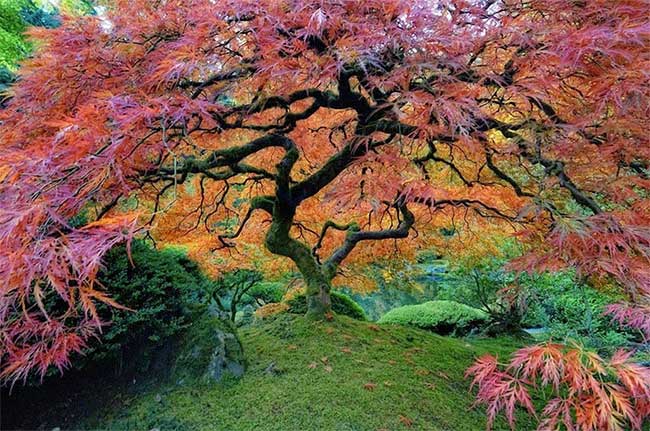 Cây thích Nhật Bản được trồng tại công viên Washington, Mỹ