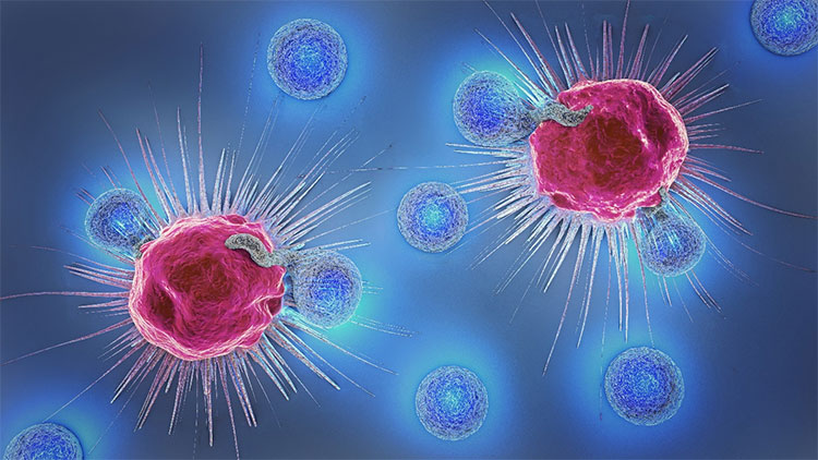 Tế bào NK một dạng lymphocyte (bạch cầu) giúp bảo vệ cơ thể khỏi bệnh tật.