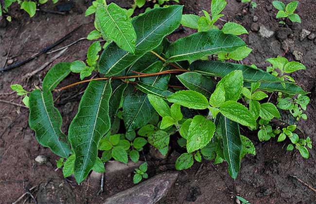 Độc tính được biết đến nhiều nhất của P. Multiflorum có thể gây ra nhiễm độc gan khá nghiêm trọng