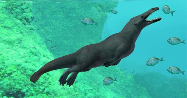 Phát hiện hoá thạch cá voi cổ đại có… bốn chân và đuôi như rái cá