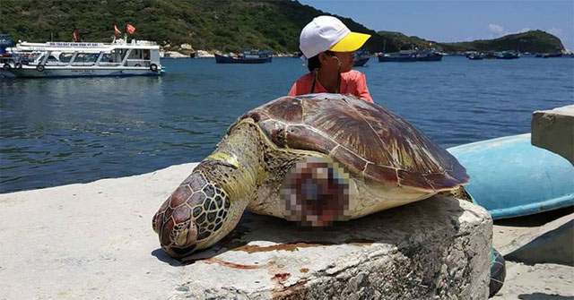 Rùa Xanh quý hiếm nặng gần 20 kg bị cắt 2 vây dạt vào biển