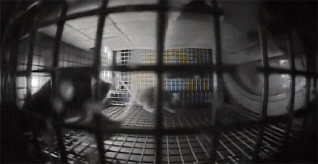 NASA đưa chuột vào không gian và kết quả thật bất ngờ