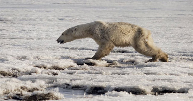 Biến đổi khí hậu khiến gấu trắng Bắc Cực đi lạc 700km kiếm thức ăn