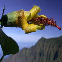 Thiết bị bay không người lái bất ngờ phát hiện loài hoa ở Hawaii được cho đã tuyệt chủng Thiết bị bay không người lái bất ngờ phát hiện loài hoa ở Hawaii được cho đã tuyệt chủng