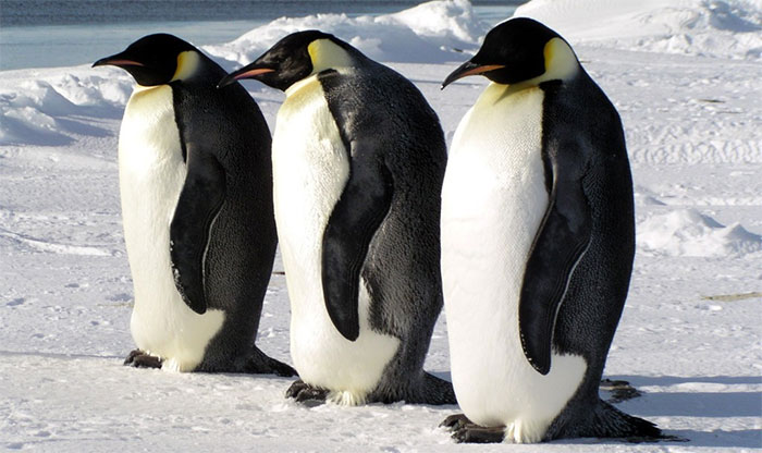 Chim cánh cụt hoàng đế là loài chim cánh cụt lớn nhất thế giới.