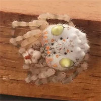 Người đàn ông hoảng hồn phát hiện con nhện trông như miếng sushi đang bò trong nhà Người đàn ông hoảng hồn phát hiện con nhện trông như miếng sushi đang bò trong nhà