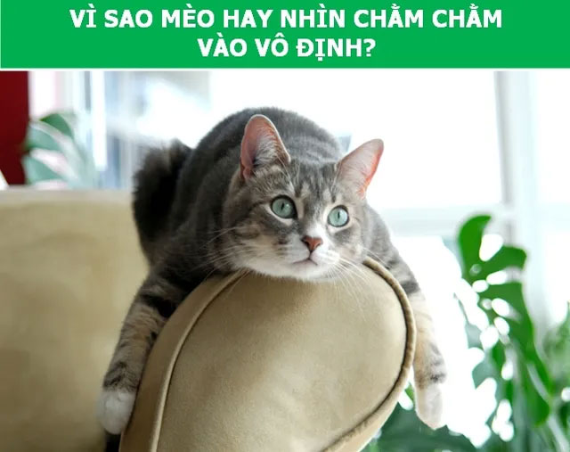 meo-nhin-cham-cham.jpg