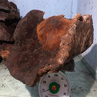 Người dân Quảng Nam phát hiện nấm chò “khủng” nặng gần 70kg Người dân Quảng Nam phát hiện nấm chò “khủng” nặng gần 70kg