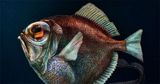 Ngạc nhiên: Cá sống trong bóng tối đại dương vẫn nhìn thấy màu sắc