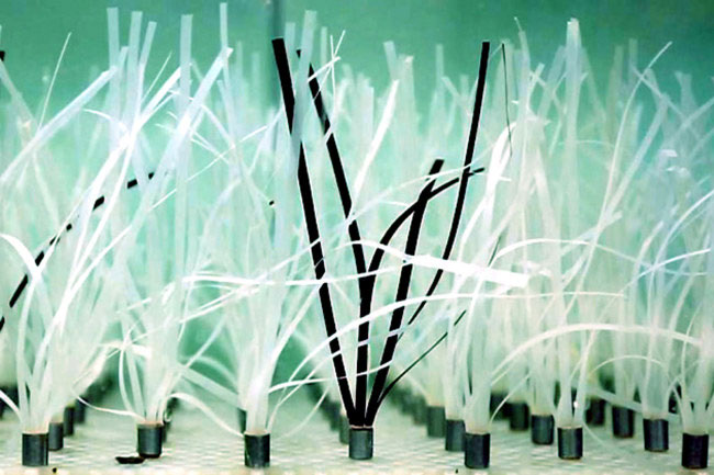 Cỏ biển nhân tạo mô phỏng theo loài cỏ biển Zostera marina trong tự nhiên