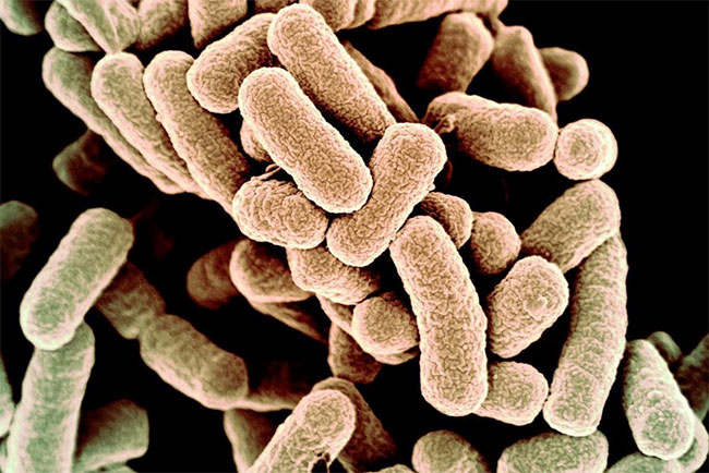 Ảnh quét màu của vi khuẩn E. coli.