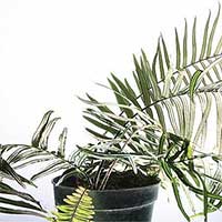 Phát hiện loại cây dương xỉ có khả năng sống trong môi trường ô nhiễm thạch tín Phát hiện loại cây dương xỉ có khả năng sống trong môi trường ô nhiễm thạch tín