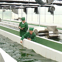 Việt Nam nhân nuôi thành công chủng giống tảo xoắn Spirulina Việt Nam nhân nuôi thành công chủng giống tảo xoắn Spirulina