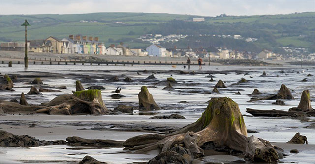 Khu rừng 4.500 năm tuổi phát lộ sau bão mạnh ở Wales