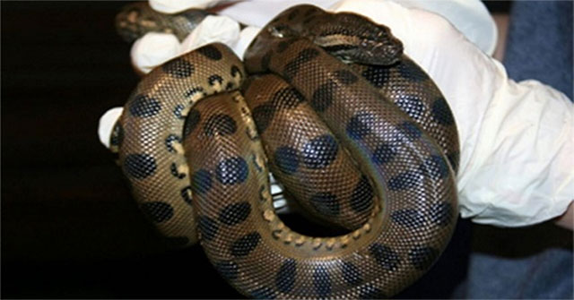 Trăn anaconda 3 mét trinh sản, tự đẻ hai con không cần thụ tinh Trăn anaconda 3 mét trinh sản, tự đẻ hai con không cần thụ tinh