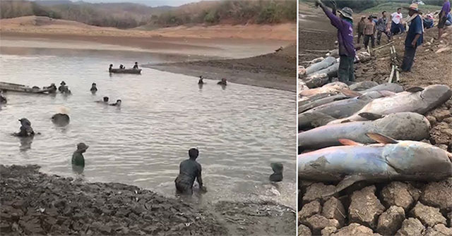 Cá trê khổng lồ chết la liệt do hạn hán ở Thái Lan