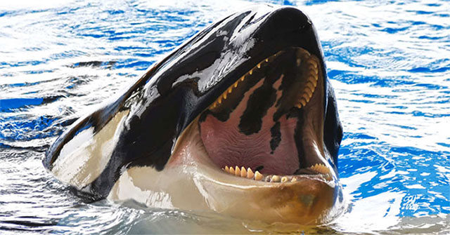 Cá voi sát thủ có thể tử vong vì... đau răng