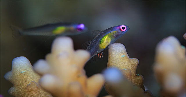 Loài cá nhỏ nhất thế giới "cứu" những dải san hô
