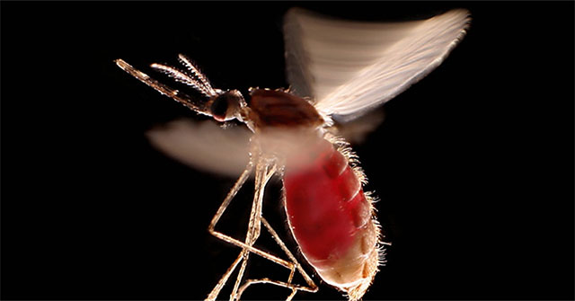 Loài nấm tiêu diệt 99% muỗi trong 45 ngày