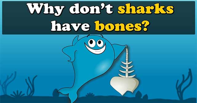 Lý do cá mập không có xương