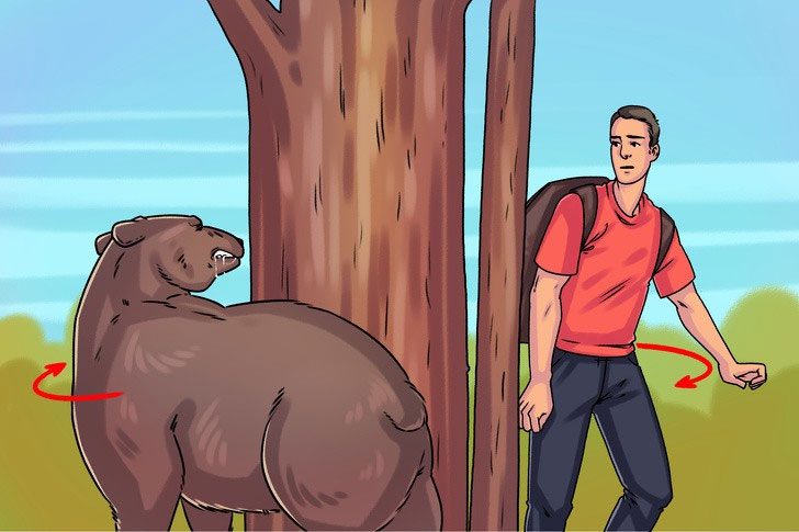 Nếu gặp gấu, hãy chạy đến núp sau ô tô hoặc một cái cây.