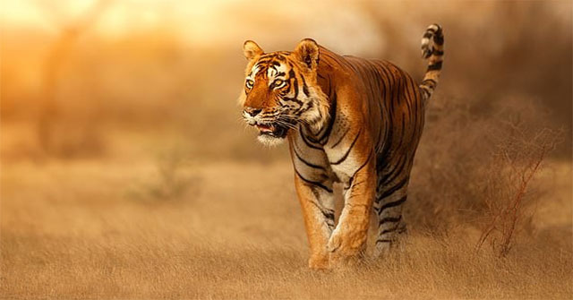 Tại sao lông con hổ có màu đỏ cam cực kỳ nổi bật mà vẫn là hung thần của rừng xanh?