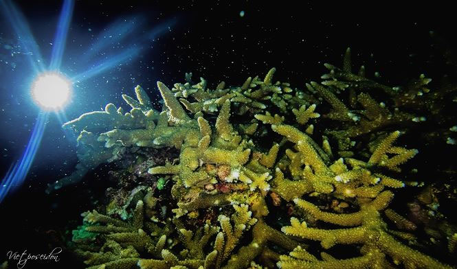 Sinh sản hữu tính giúp tăng tính đa dạng về bộ gen và tạo thành các rạn san hô mới.